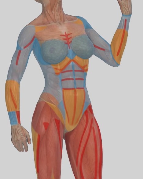 High Definition Liposculpture, Vaser Liposculpture, 4D Liposculpture, Cosmetic