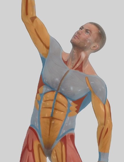 High Definition Liposculpture, Vaser Liposculpture, 4D Liposculpture, Aesthetic